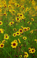 Coreopsis