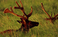 Elk Refuge