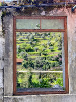 Terraced fields, Pinhao, Portugal
